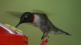 Image: Ruby-throated hummingbird at feeder