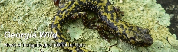 Georgia Wild masthead: Green salamander image