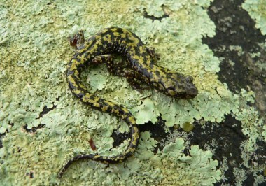 Image: green salamander