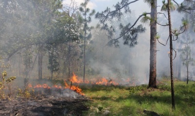 Growing-season burn at Moody Forest