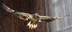 Rehabilitated eagle