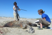 Documenting stranded leatherback.