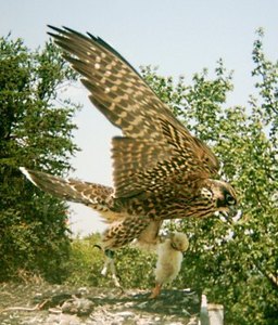 Fourscore the falcon
