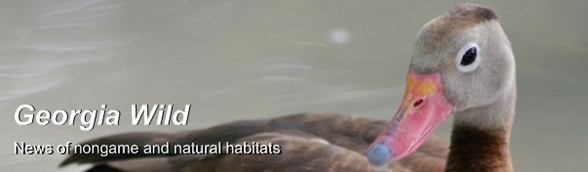 Georgia Wild masthead: black-bellied whistling duck