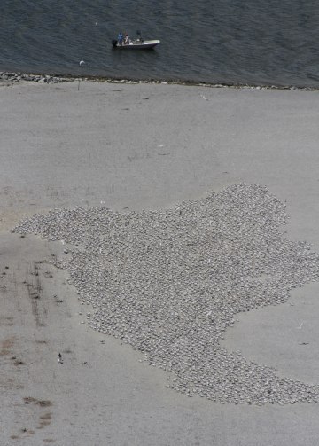 Royal tern colony