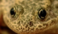 Image: gopher frog