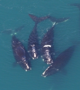 Right whale group