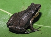 Upland chorus frog