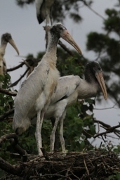 Young wood storks