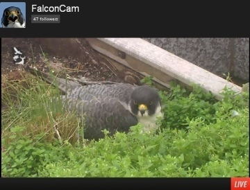 Falcons cam