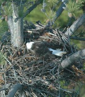 Dead eagle on nest