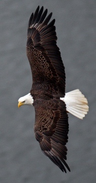 Eagle in flight. Curtis Compton/AJC