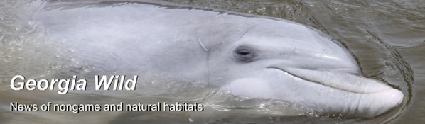Ga. Wild masthead: Dolphin closeup