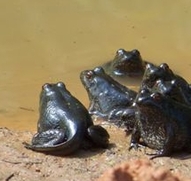 River frog metamorphs