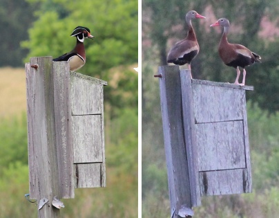 Wood and black-bellied whistling ducks on box