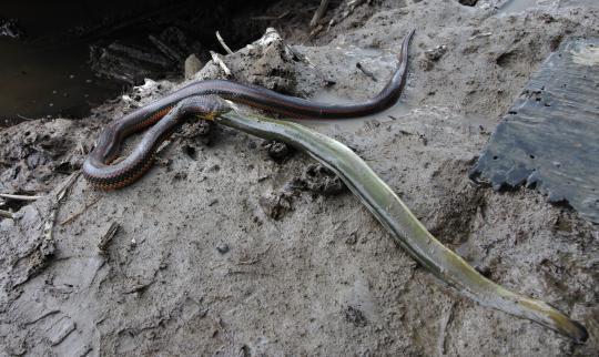 Rainbow snake and eel