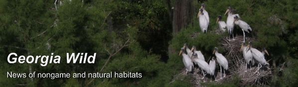Georgia Wild masthead: wood stork colony