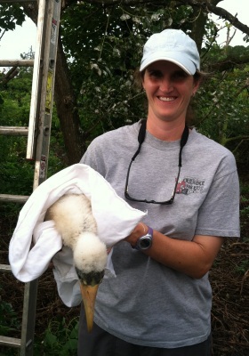 Naturalist banding young wood stork
