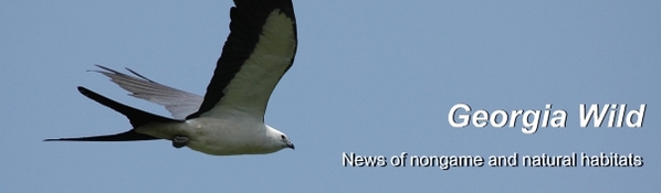 Ga. Wild masthead: swallow-tailed kite