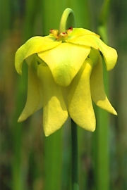Yellow flytrap