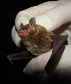Southeastern bat
