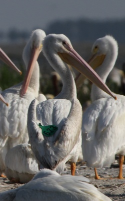 American white pelican with tag