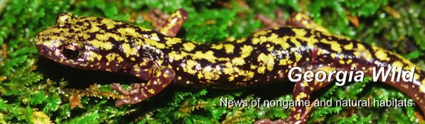 Masthead: green salamander