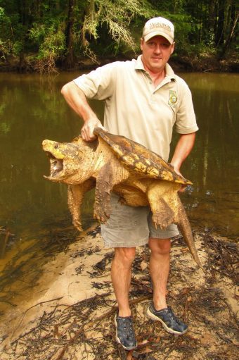 Biologist with alligator snapping turtle