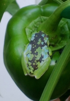 Treefrog with skin mutation