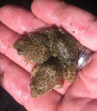 Young gopher frogs