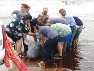 Stranded pygmy sperm whale