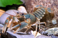 Beautiful crayfish