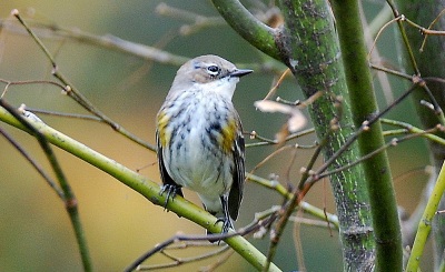 Yellow-rumped warbler. Terry W. Johnson