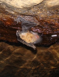 Dead bat in water at Black Diamond Tunnel