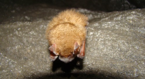 Bat with signs of white-nose in Black Diamond Tunnel
