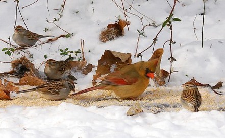 Birds feeding on platform in snow. Terry W. Johnson