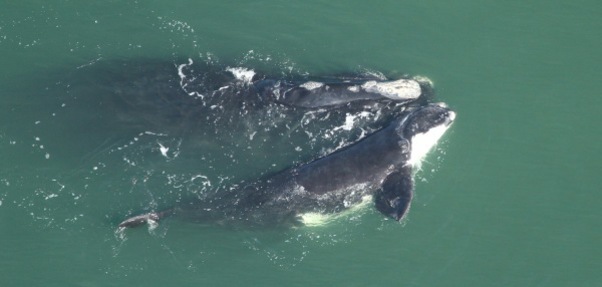 Right whale with calf