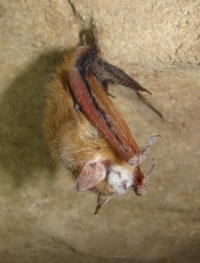 Tri-colored bat with WNS