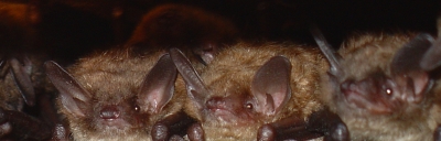 Little brown bats in bat box
