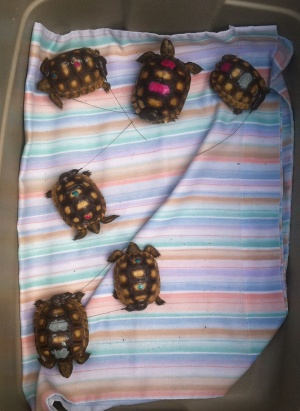 Gopher tortoise release at Yuchi