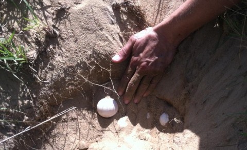 Gopher tortoise eggs in burrow apron at Reed Bingham
