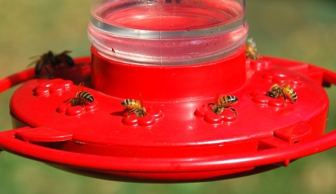 Honeybees at hummingbird feeder