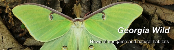 Ga. Wild masthead: Luna moth