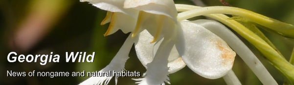 GaWild masthead: white-fringed orchid