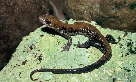 Pigeon Mountain salamander