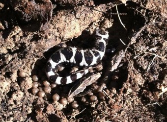 Marbled salamander with eggs.
