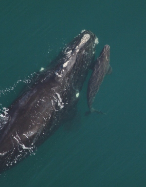 Season's first right whale with calf.  Photo credit: Florida FWC, taken under NOAA permit #15488. FWC_7617_13DEC2014_2145