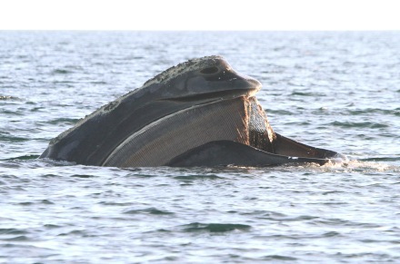 Right whale baleen