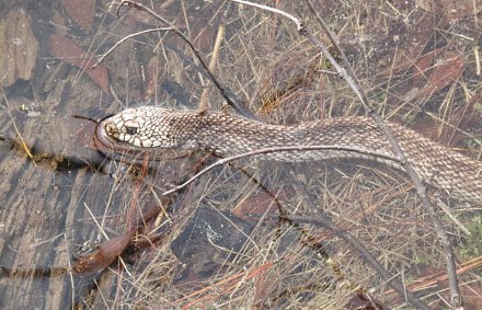 Pine snake at Fall Line Sandhills WMA