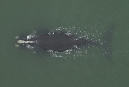 Tagged right whale